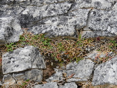 Selaginella denticulata