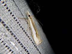 Crambus argyrophorus