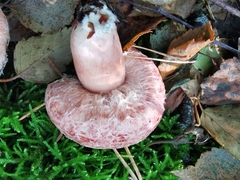 Lactarius torminosus