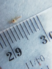 Coelotanypus concinnus
