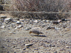 Pterocles namaqua