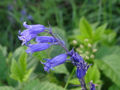 Hyacinthoides non-scripta