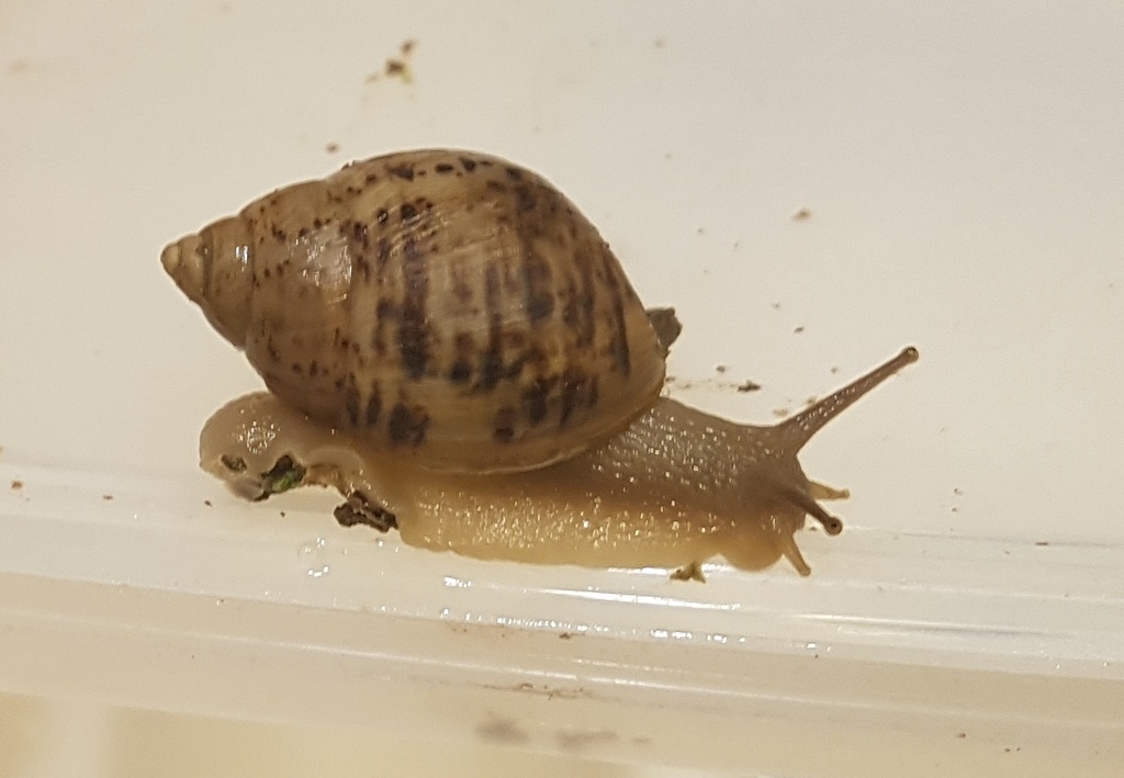 Drymaeus acervatus
