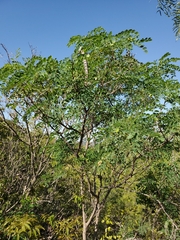 Leucaena retusa