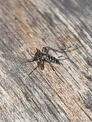 Aedes
