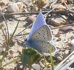 Polyommatus icarus