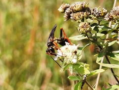 Sphex flavovestitus