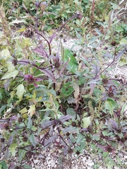 Bidens tripartita