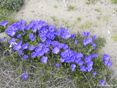 Nolana coelestis