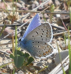 Polyommatus icarus