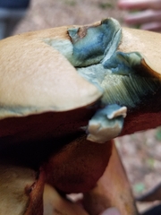 Neoboletus xanthopus