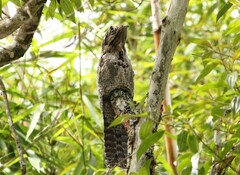 Nyctibius griseus
