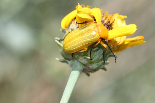 Zonitis dunniana