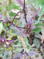 Bidens tripartita