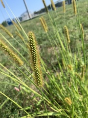 Setaria italica