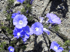 Nolana coelestis
