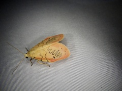 Miltochrista miniata