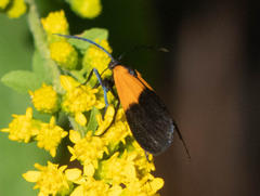 Lycomorpha pholus