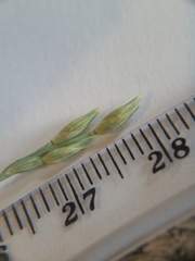 Panicum amarum amarum