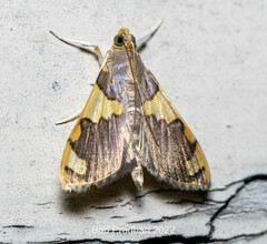 Rehimena phrynealis