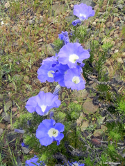 Nolana coelestis