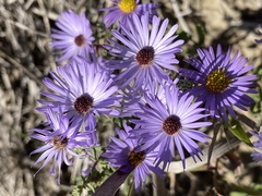 Symphyotrichum oblongifolium