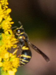 Euodynerus foraminatus