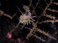 Rubramoena rubescens