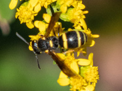 Euodynerus foraminatus