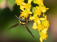 Euodynerus foraminatus