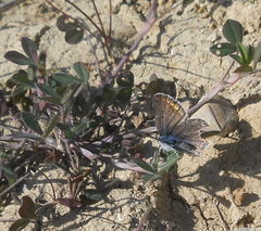 Polyommatus icarus