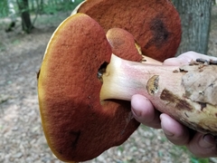 Neoboletus xanthopus