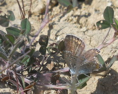 Polyommatus icarus