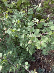 Amelanchier utahensis