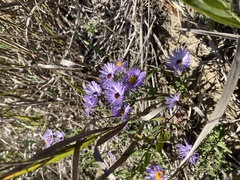 Symphyotrichum oblongifolium