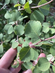 Amelanchier utahensis