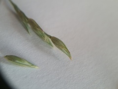 Panicum amarum amarum