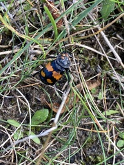 Nicrophorus vespilloides
