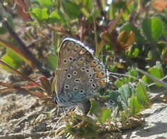 Polyommatus icarus