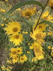 Helianthus maximiliani