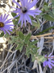 Symphyotrichum oblongifolium