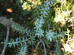 Juniperus macrocarpa