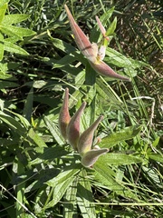 Asclepias tuberosa