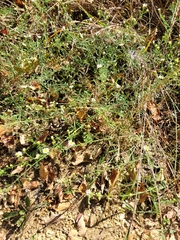 Symphyotrichum pilosum pilosum