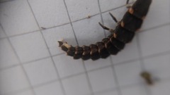 Lampyris noctiluca