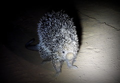 Coendou longicaudatus