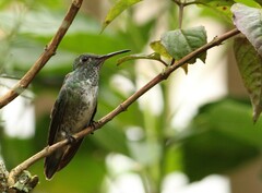 Chrysuronia versicolor