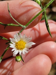 Symphyotrichum pilosum pilosum