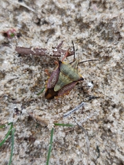Carpocoris mediterraneus atlanticus