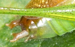 Conocephalus dorsalis